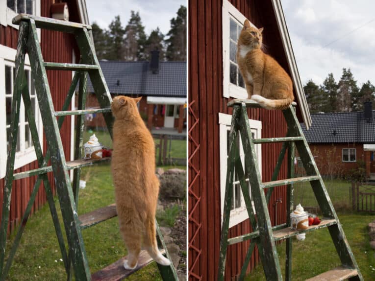 Rabarberdessert på stege med katt
