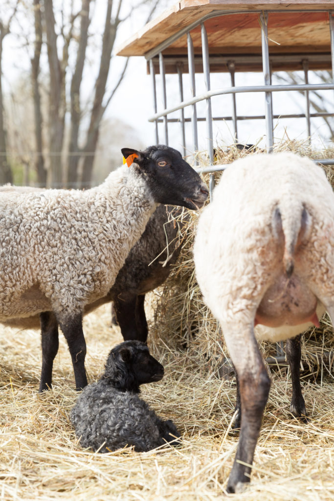 Lilla-Lammgården-Öland